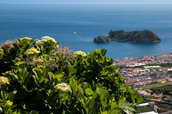 Hortensja krzew i krajobraz, Azory — Zdjęcie stockowe