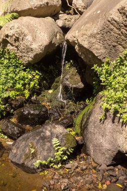 Sao Miguel ormanda taze doğa