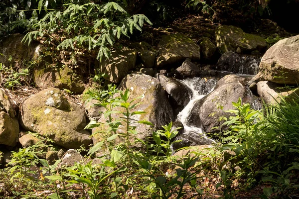 Färsk natur i skogen på Sao Miguel — Stockfoto