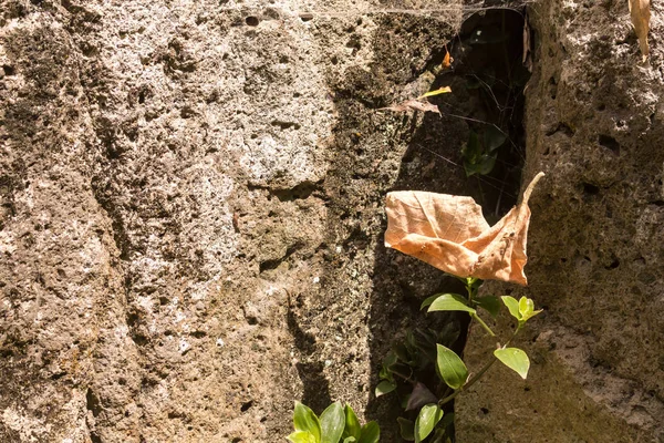 Upadły liść w pajęczej sieci, za skałą — Zdjęcie stockowe