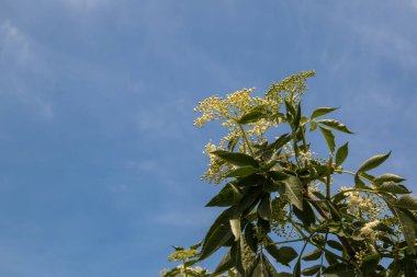 Güneşli bir günde, ilkbaharda açık havada açan taze çiçekler. Arka planda açık beyaz bulutlar olan mavi gökyüzü. Zalesie, Slovakya.
