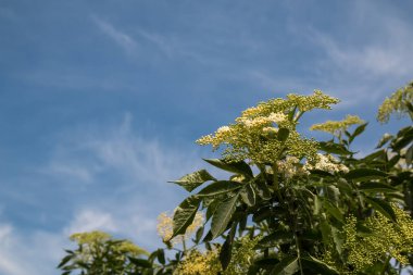 Güneşli bir günde, ilkbaharda açık havada açan taze çiçekler. Arka planda açık beyaz bulutlar olan mavi gökyüzü. Zalesie, Slovakya.