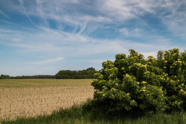 Vildväxande Buske Sambucus Nigra Med Färska Ppnande Blommor Blomman Anvã — Stockfoto