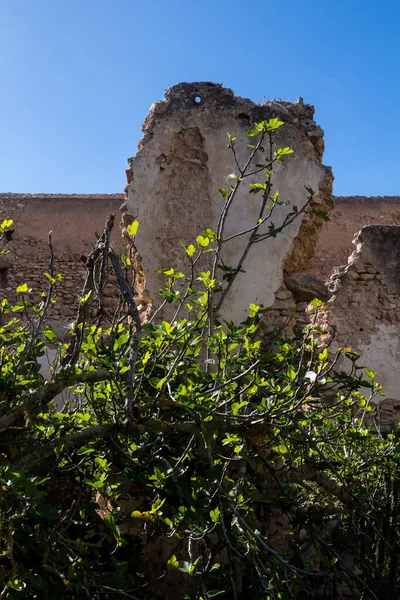 Bush growing wild in one of the yards of a ruin of an abandoned house. Damaged wall in the background. Bright blue sky. Dar Caid Hadji (Hajji), Morocco.