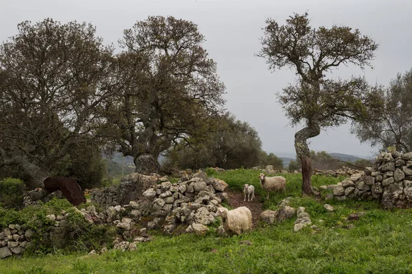 Group of three sheep including a little lamb on a bright fresh green pasture, surrounded by old trees. Broken stone wall. Cloudy sky. Sardinia, Italy.