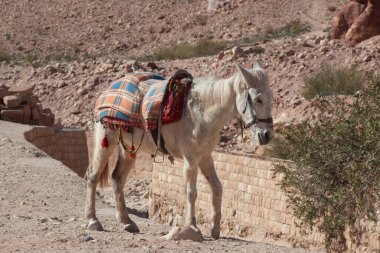 Bir turist için eşek.