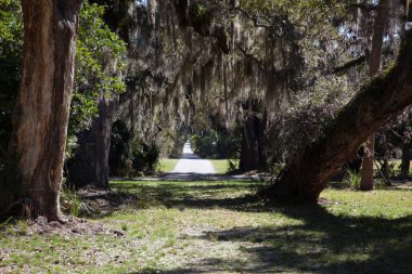 Ağaçların arasından yol