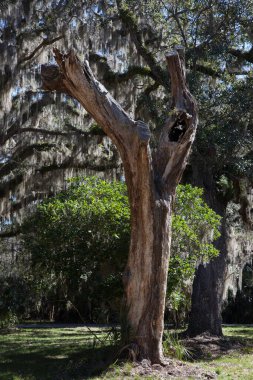 Açık havada İspanyol yosunlu ağaçlar