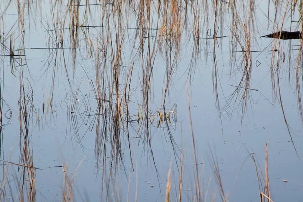 Abstraktion Mit Gras Und Wasser — Stockfoto