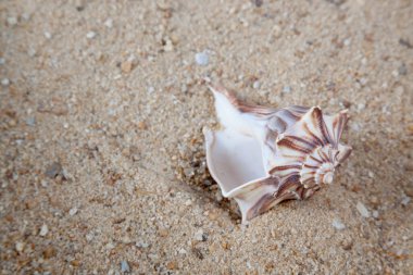 Deniz kabuğu kumda yatıyor.