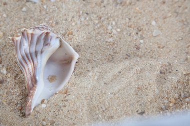 Deniz kabuğu kumda yatıyor.
