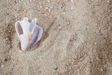 Deniz kabuğu kumda yatıyor.