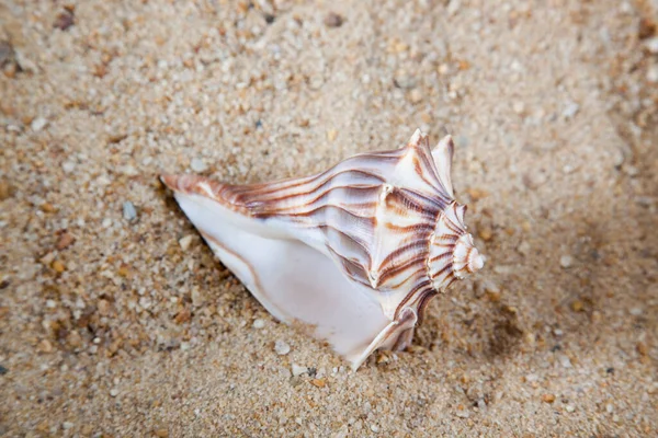Морской Лежащий Песке — стоковое фото