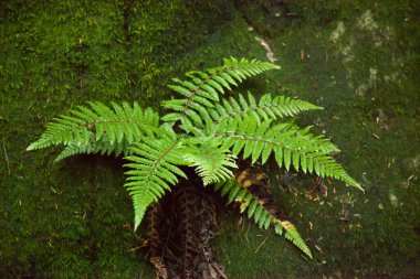 Yeşil eğreltiotu doğada