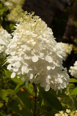 Güneşin altında beyaz çiçekler