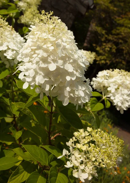 White Flowers Sunshine — Stock Photo, Image