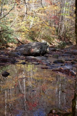 Durgun suya yansıyan ağaçlar