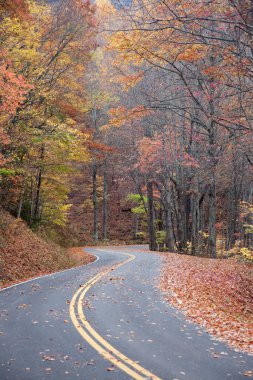 Sonbahar ağaçlarının arasından yol