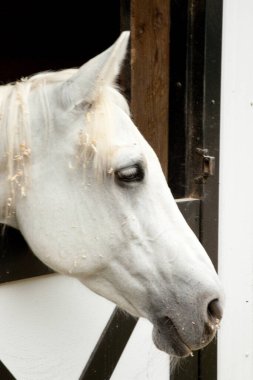 Kafası gün ışığında beyaz bir at.