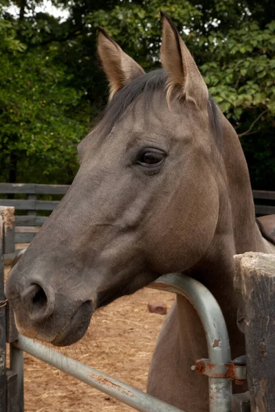 Vackert Hästporträtt Utomhus — Stockfoto