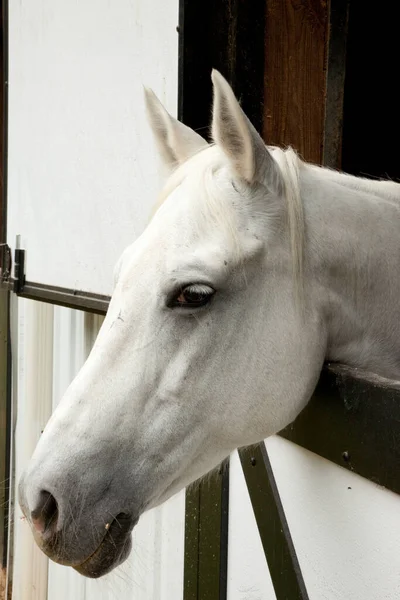 Vit Häst Med Huvudet Solskenet — Stockfoto