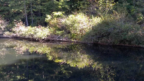 Arbres Reflétés Dans Eau Calme — Photo