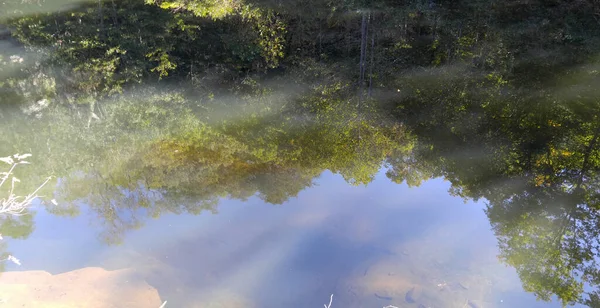 Arbres Reflétés Dans Eau Calme — Photo