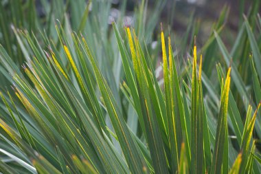 Yeşil çimenlerin soyut dokusu.