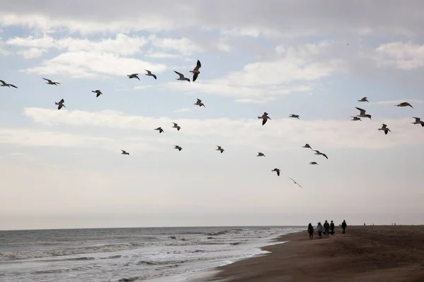 Птахи Літають Над Океанськими Хвилями — стокове фото