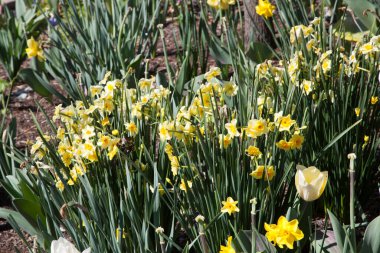 Bahçedeki sevimli sarı nergis