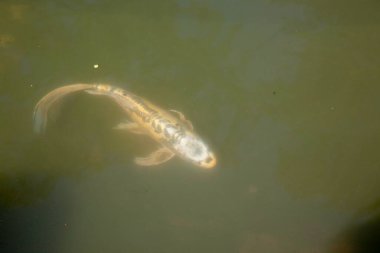 Koi gölette yüzüyor.