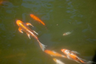 Koi gölette yüzüyor.