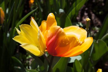 Bahçedeki Lale Tarlası