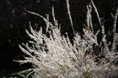 Güneşin altında beyaz çiçekler