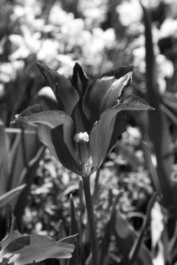 Siyah-Beyaz Yaşlı Lale