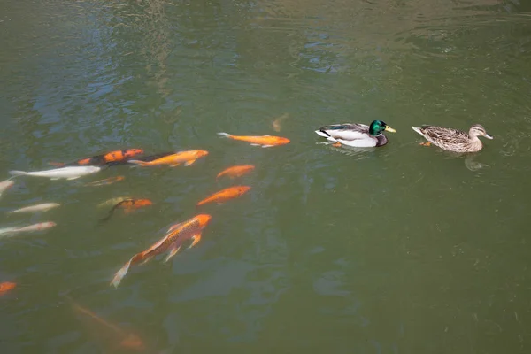 Koi Ducks Swimming Water — Stock Photo, Image