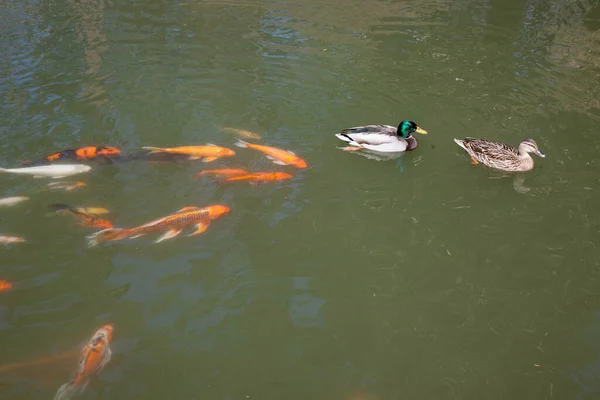 Koi Ducks Swimming Water — Stock Photo, Image