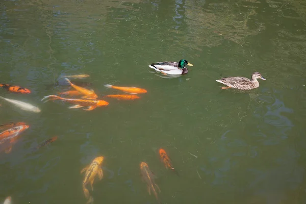 Koi Ducks Swimming Water — Stock Photo, Image