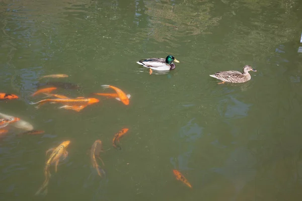 Koi Ducks Swimming Water — Stock Photo, Image