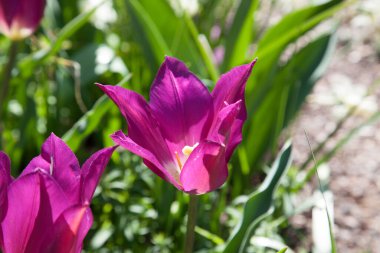 Mor lale gün ışığında