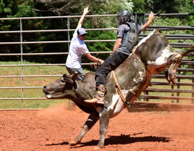 Dört ayaklı hayvan boğa biniciler yerel bir rodeo tehlikeli sürme sürü boynuzlu - gerçek kovboylar zor sürme ağır göğüs yelek giyen tekme - izmarit aptallar acı 3000 lbs ile benim - sağlıklı sağlam Çıtçıt lol hayvanlar oynamaya çalış