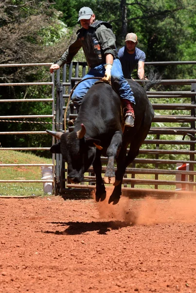 Joukko Sonni Ratsastajat Paikallisessa Rodeo Ratsastus Vaarallinen Sarvipäinen Neljä Jalkainen — kuvapankkivalokuva