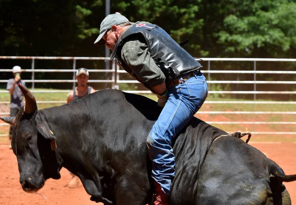 Grono Zawodników Bull Lokalnych Rodeo Jazdy Niebezpieczne Rogaty Cztery Legged — Zdjęcie stockowe