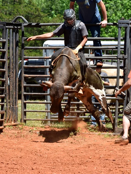 Grono Zawodników Bull Lokalnych Rodeo Jazdy Niebezpieczne Rogaty Cztery Legged — Zdjęcie stockowe