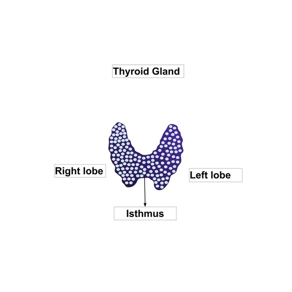 Thyroid Gland Front View White Background Human Body Organ Anatomy — Stock Photo, Image