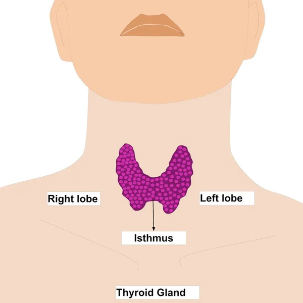 Vista Frontale Della Ghiandola Tiroidea Sfondo Bianco Icona Anatomia Organo — Foto Stock