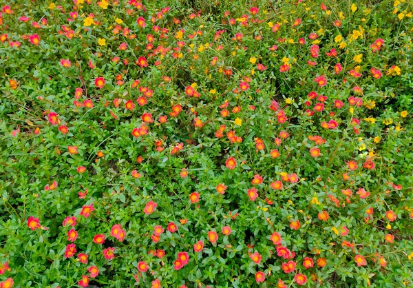 그라나다 식물상 Portulaca Moss Rose Sun Plant Sun Rose 꽃잎들이 — 스톡 사진