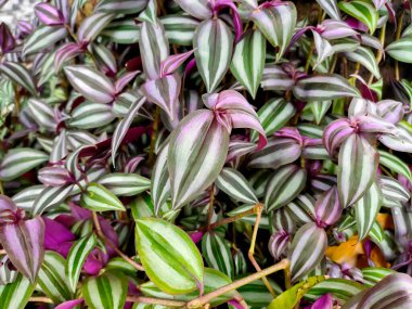 Tropikal bölgedeki bir bahçede bir grup zebrina bitkisi. Zebrina dekoratif yapraklı bir bitkidir..