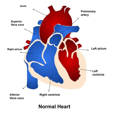 İnsan kalbinin anatomisinin vektör çizimi.