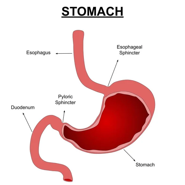 Human Stomach Anatomy Vector Illustration Labels — Stock Photo, Image
